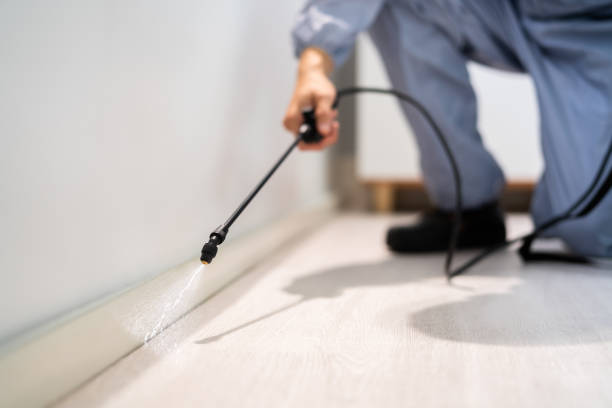 Licensed Wasp Removal service in Hazel Green, AL - Show Me Pest Control